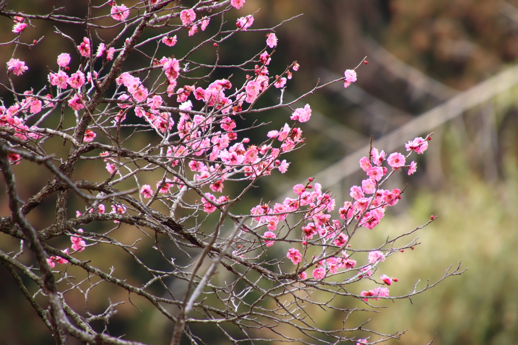 梅花　2018