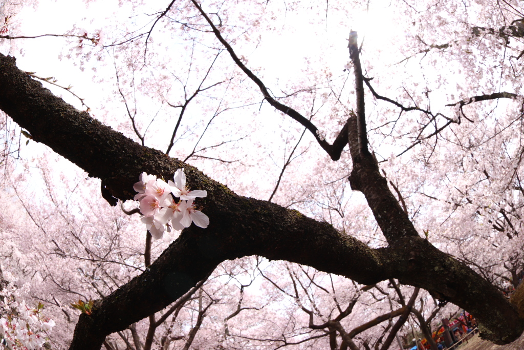 高遠城址公園にて  2018桜  (4)