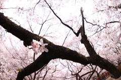 高遠城址公園にて  2018桜  (4)
