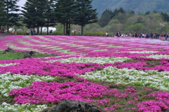 2019 富士芝桜まつりにて (7)
