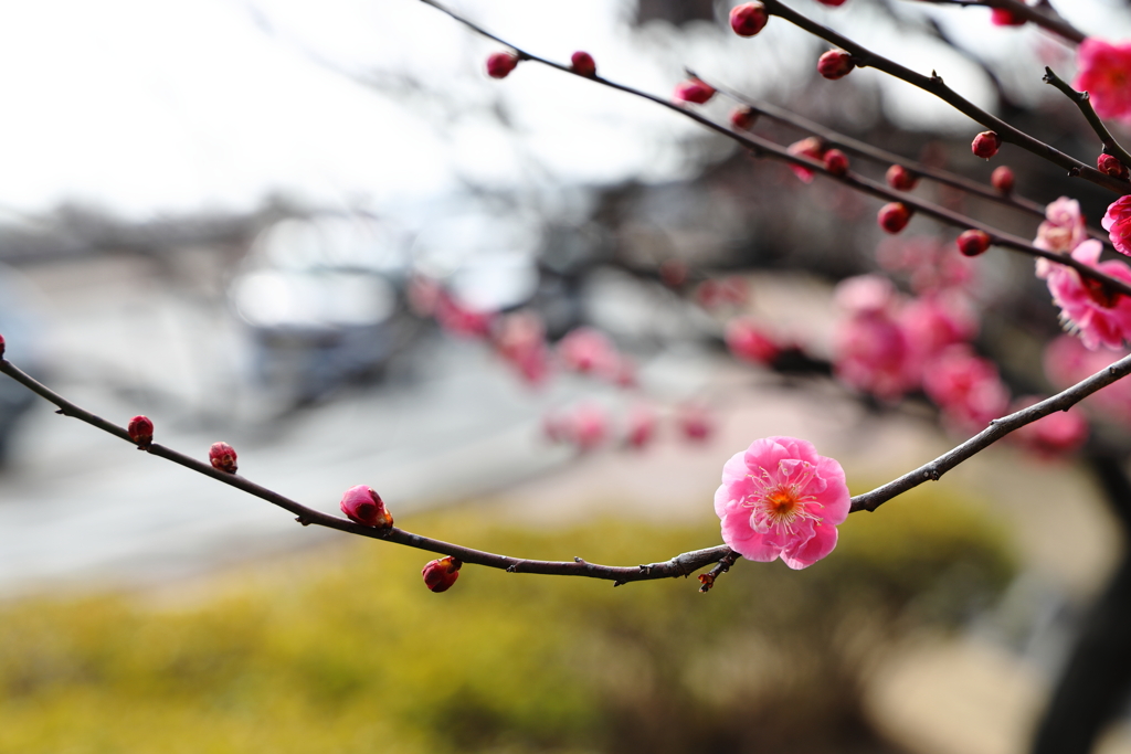 梅花＃２
