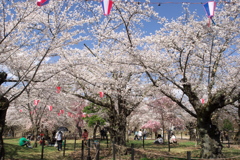 2019春の懐古園にて (6)