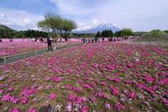 2019 富士芝桜まつりにて (3)