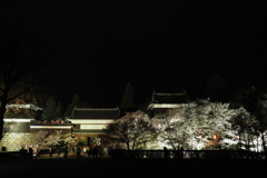 上田城 夜桜