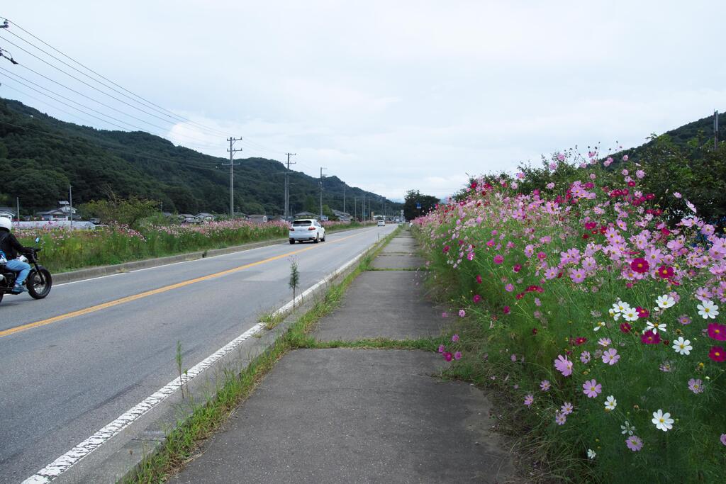 佐久・コスモス街道にて (1)
