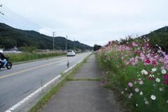 佐久・コスモス街道にて (1)