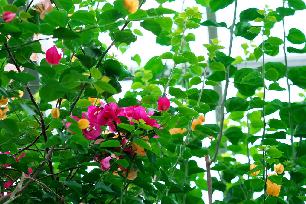 2019 碓氷川熱帯植物園 (8)