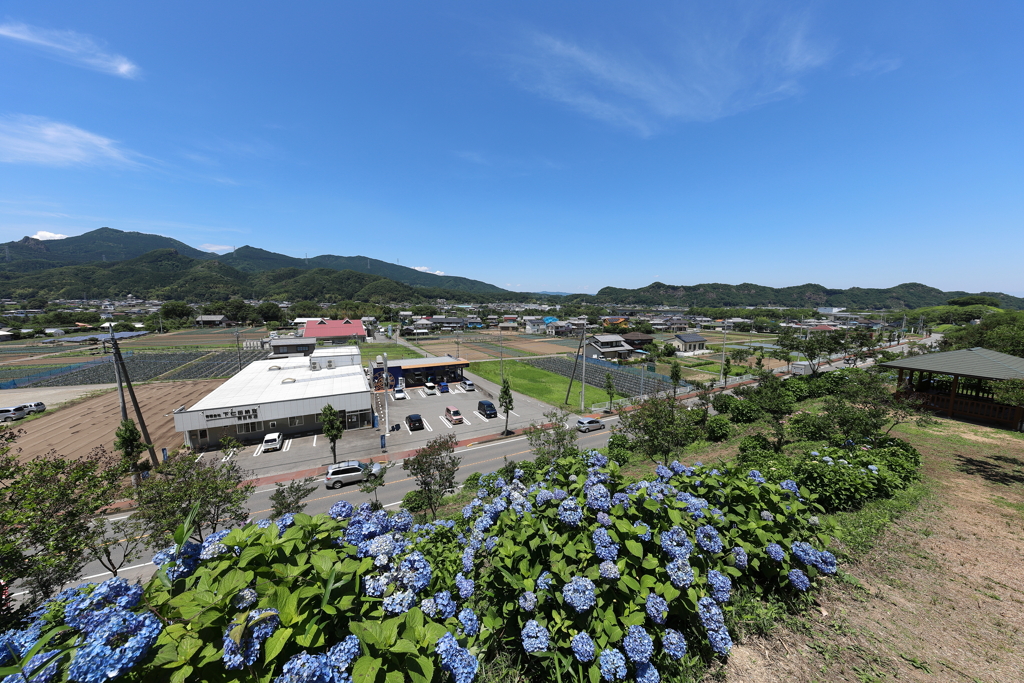 2018 下仁田あじさい園にて (2)