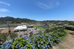 2018 下仁田あじさい園にて (2)