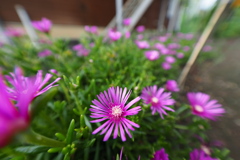 庭先松葉菊