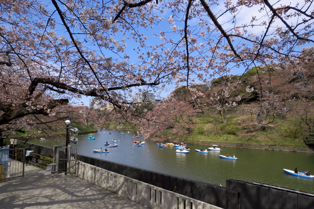 17_04_02 東京 千鳥ヶ淵にて (2)