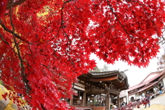 茅野市長円寺の紅葉から