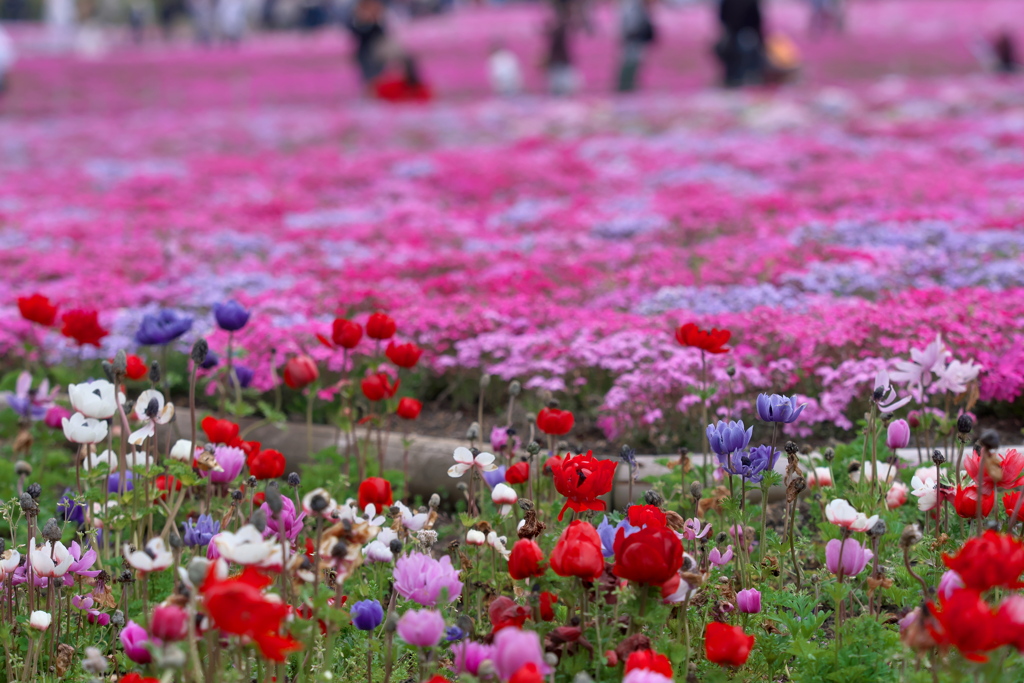 2019 富士芝桜まつりにて (6)