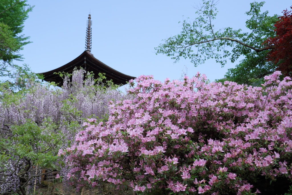 上田市 前山寺にて (9)