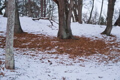 雪の季節が訪れた