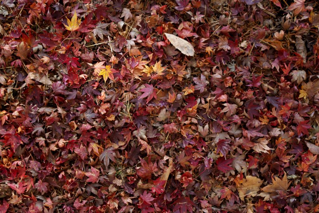 サヨナラ紅葉 (4)