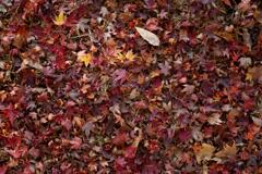 サヨナラ紅葉 (4)