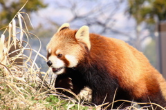 茶臼山動物園にて 2018 (3)