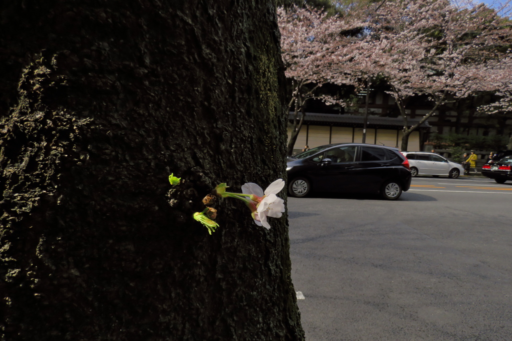 17_04_02 東京 千鳥ヶ淵にて (8)