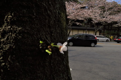 17_04_02 東京 千鳥ヶ淵にて (8)