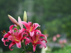 2019 白樺湖 黄金アカシアと花の丘にて (6)