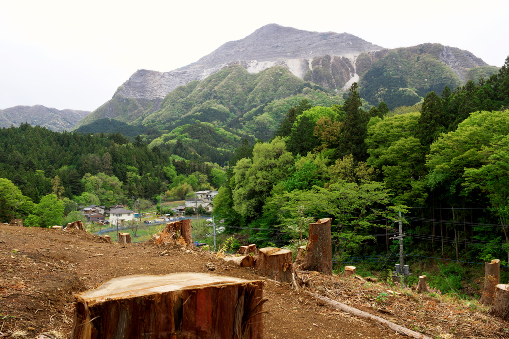 秩父 羊山公園にて 2019  (2)
