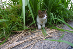 EOS D30の時 38