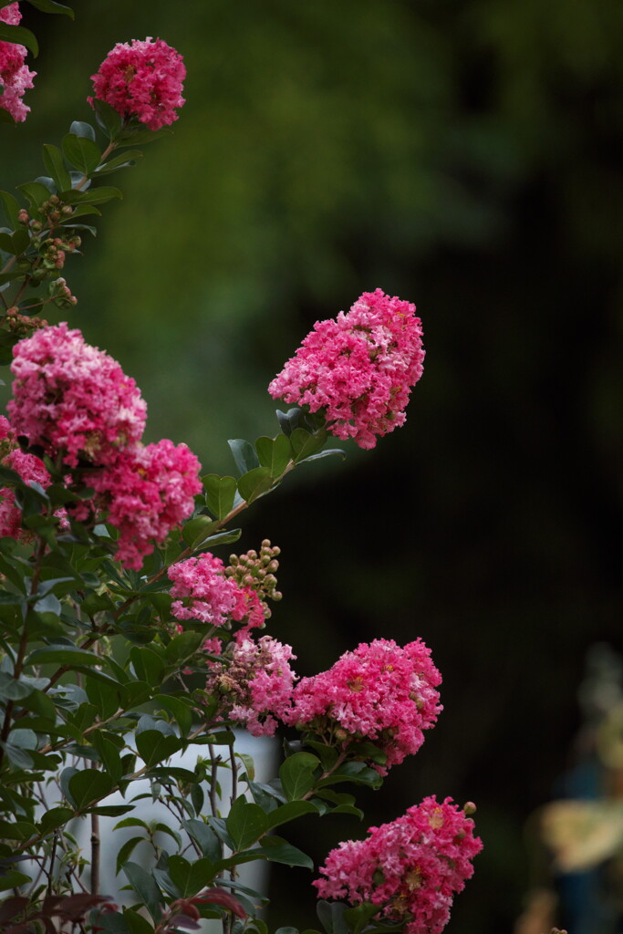 Test Shot RF 800mm #3