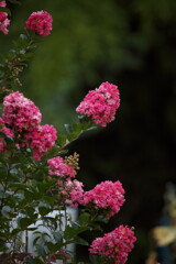 Test Shot RF 800mm #3