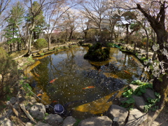 2019春の懐古園にて (8)