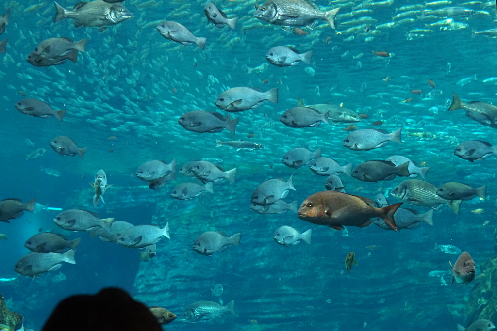 水族館の魚たち