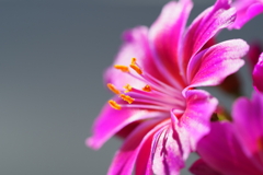 我が家の花1