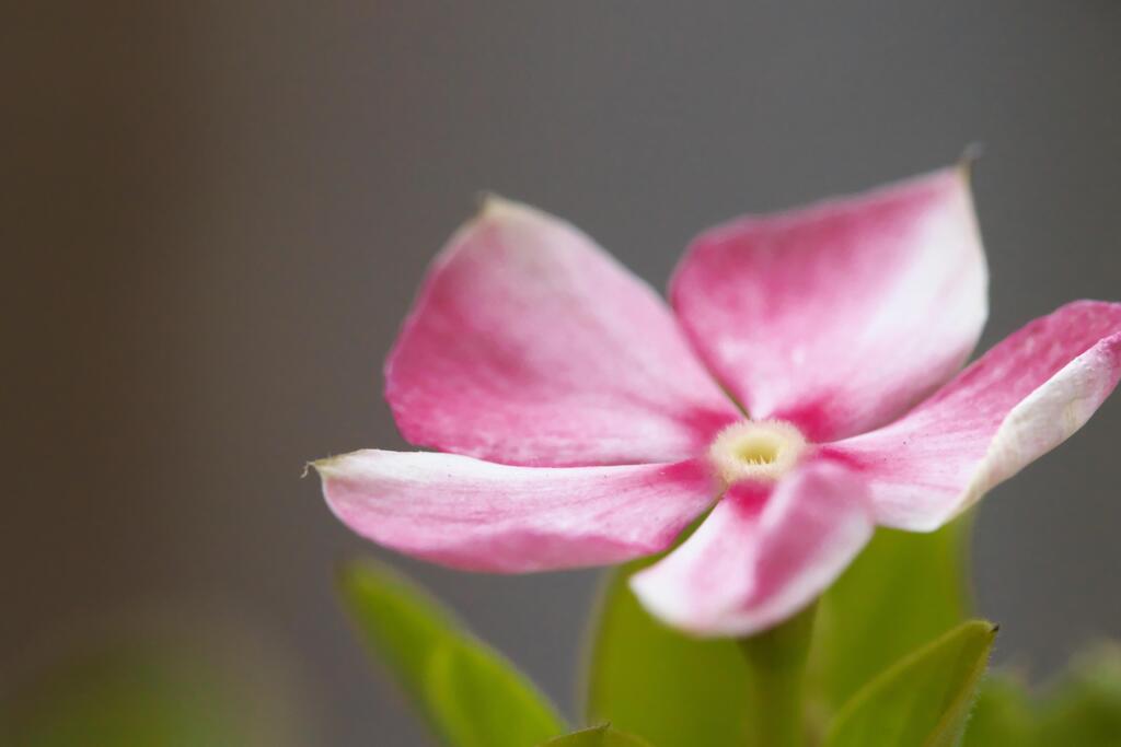 庭の鉢植えより  (4)