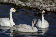 犀川白鳥湖の白鳥を撮ってみた (7)