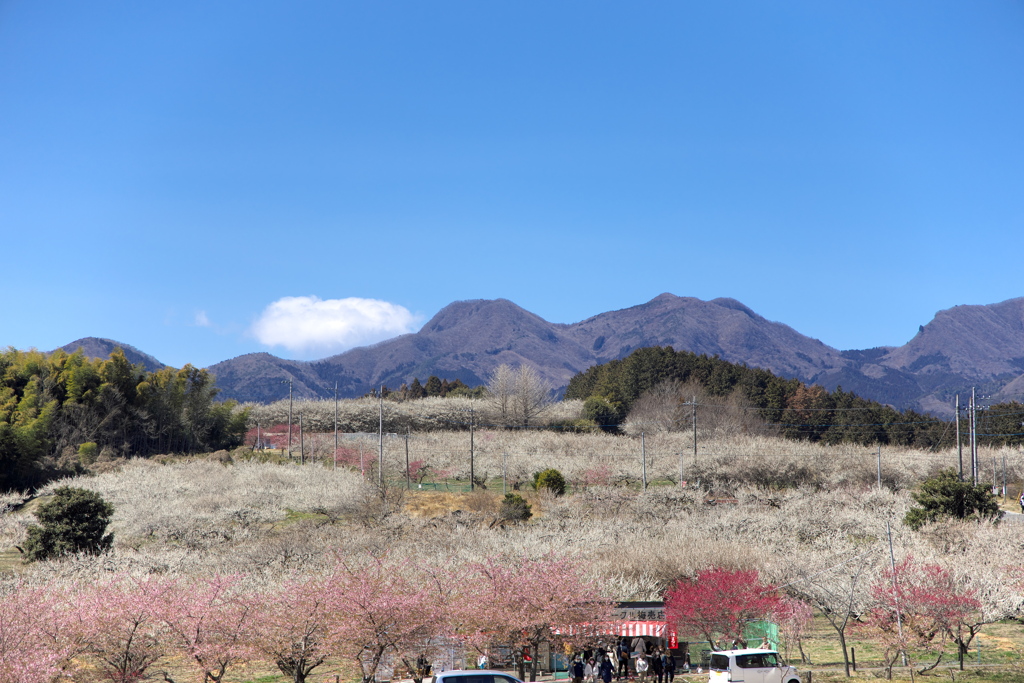 箕郷梅林にて　遠景