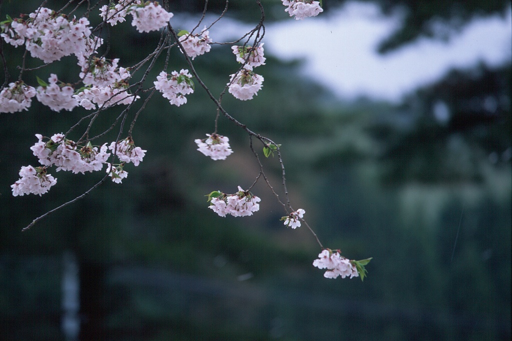 フィルム時代 75