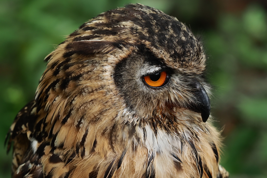 杜のフクロウのポートレート VI　ベンガルワシミミズク