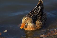 明神池のカモを撮ってみた (8)