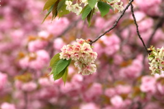 秩父 羊山公園にて 2019  (7)