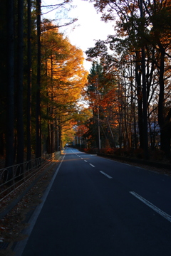 斜光の道