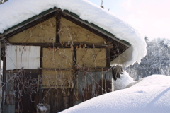 EOS D30の時 99