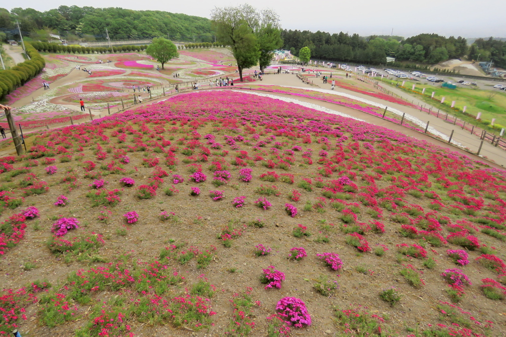 2017 群馬みさと芝桜公園 (7)