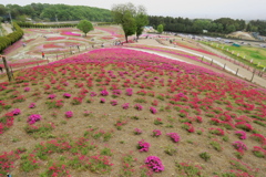 2017 群馬みさと芝桜公園 (7)