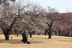 武蔵丘陵森林公園の梅の花を撮る人を撮る