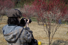 梅の花を撮る人を撮る