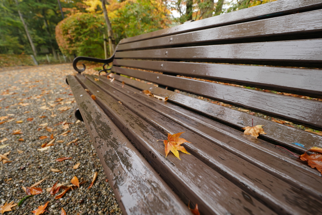 雨の日の紅葉狩り 3