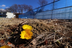 畑の脇の福寿草2018