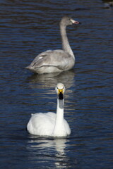 犀川白鳥湖の白鳥を撮ってみた (3)