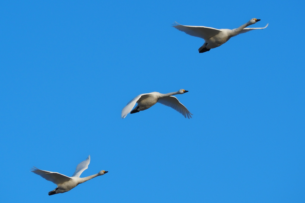 白鳥が舞う2019 (3)