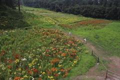 白馬岩岳ユリ園にて